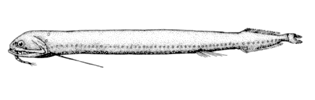 (Photonectes Günther, 1887) Род Фотонектесы, Фотонекты, Genus